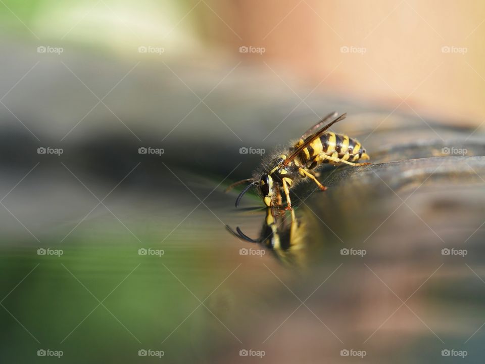 Close up of drinking wasp