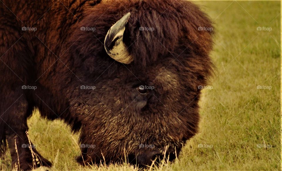 Bison Grazing