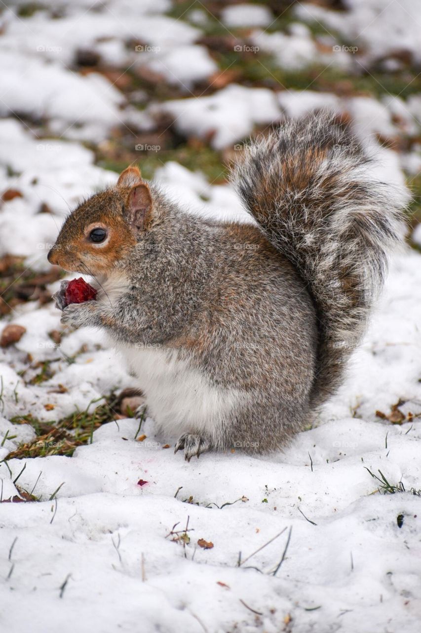 A happy friendly squirrel with her Cherry! Went to explore Boston in Winter season and found these friendly squirrels. So cute!