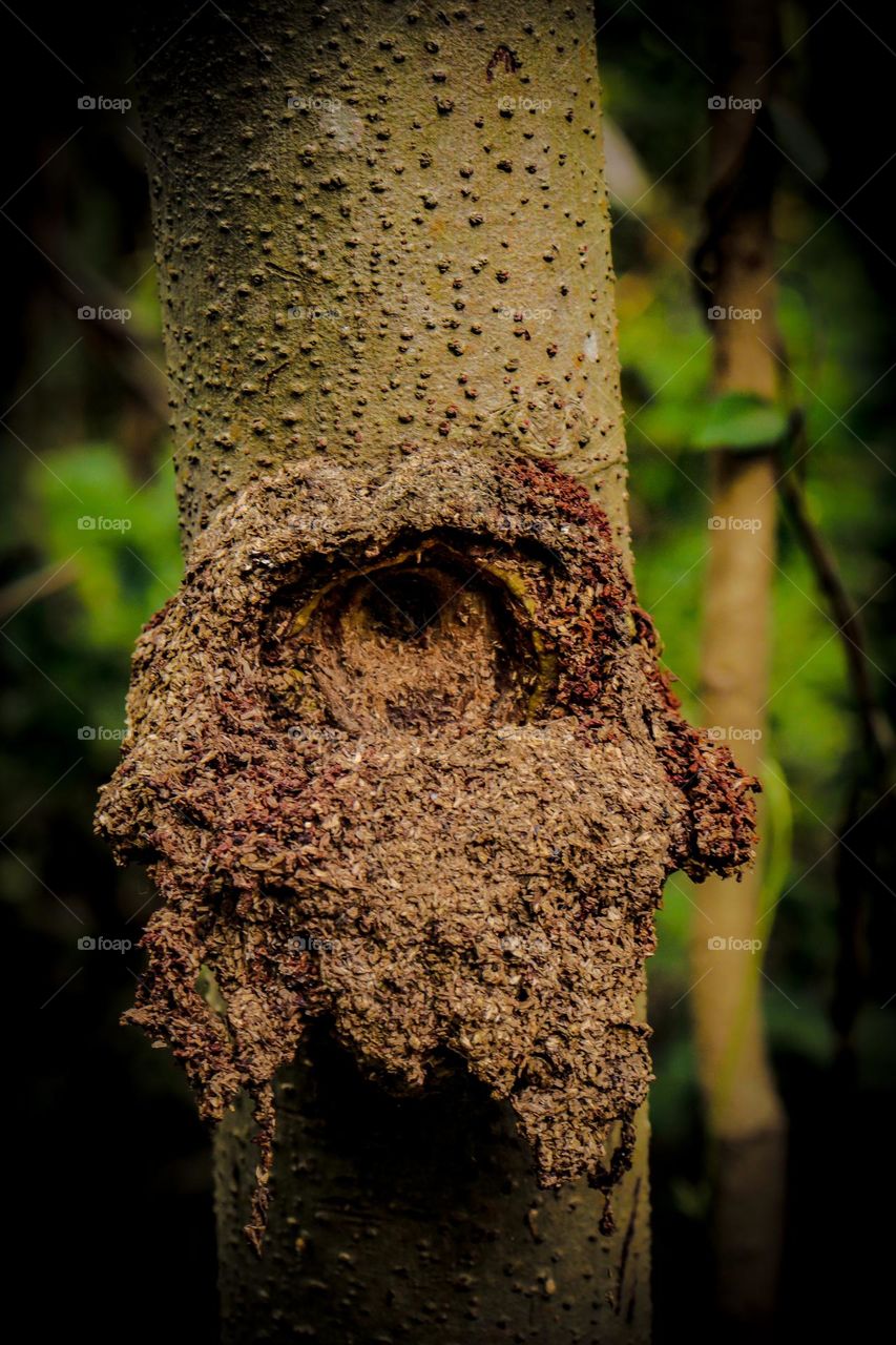 close_up  of a hole in a tree trunk