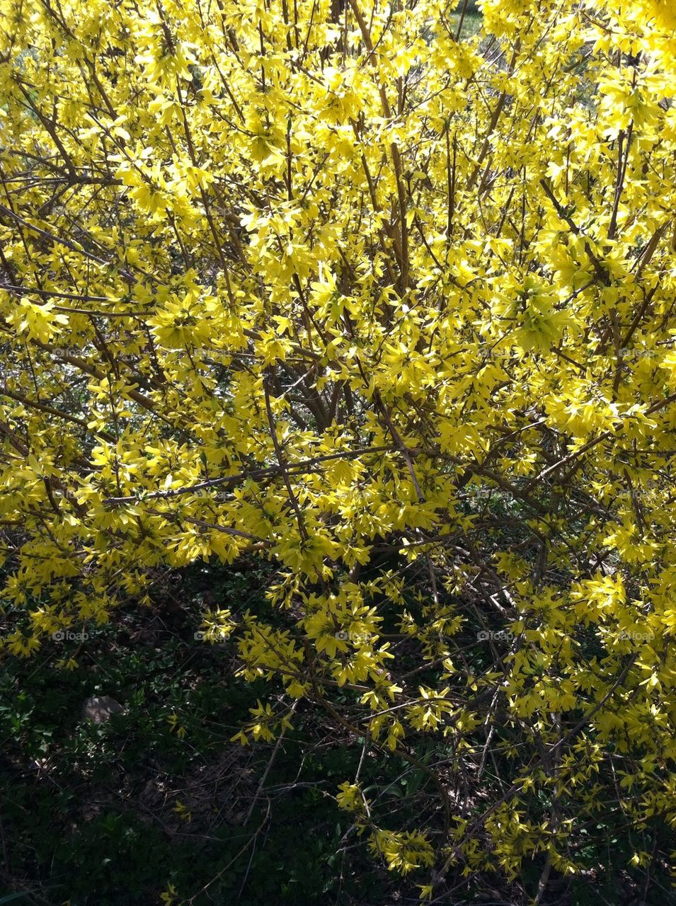 Spring Blooms