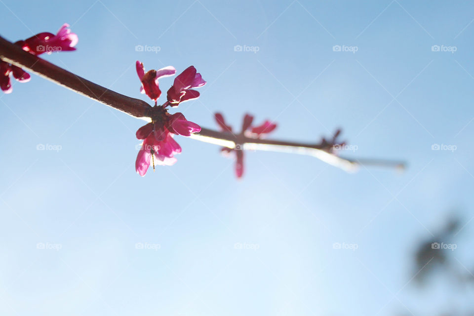 Low angle view of a bloom