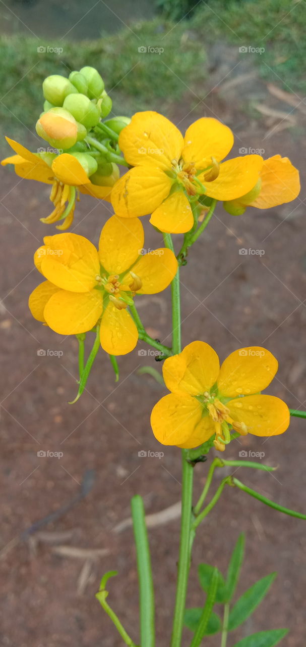 Flowers