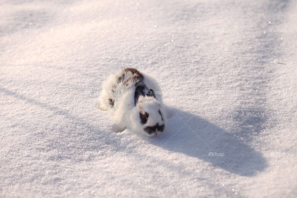 Bunny in snow
