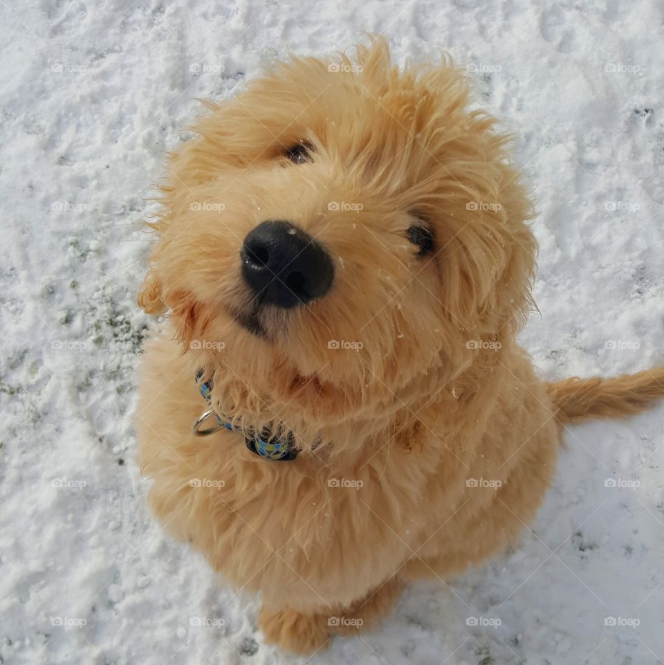 Fluffy doodle dog sitting in the snow
