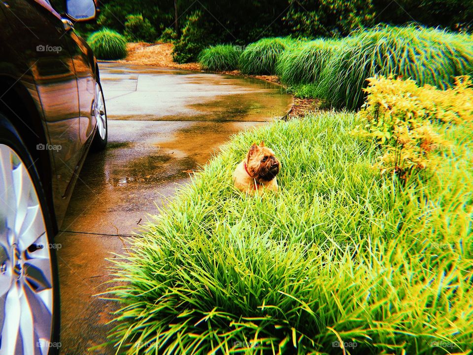 Beautiful Brussels griffon laying in grass on a rainy day with a tinted filter.