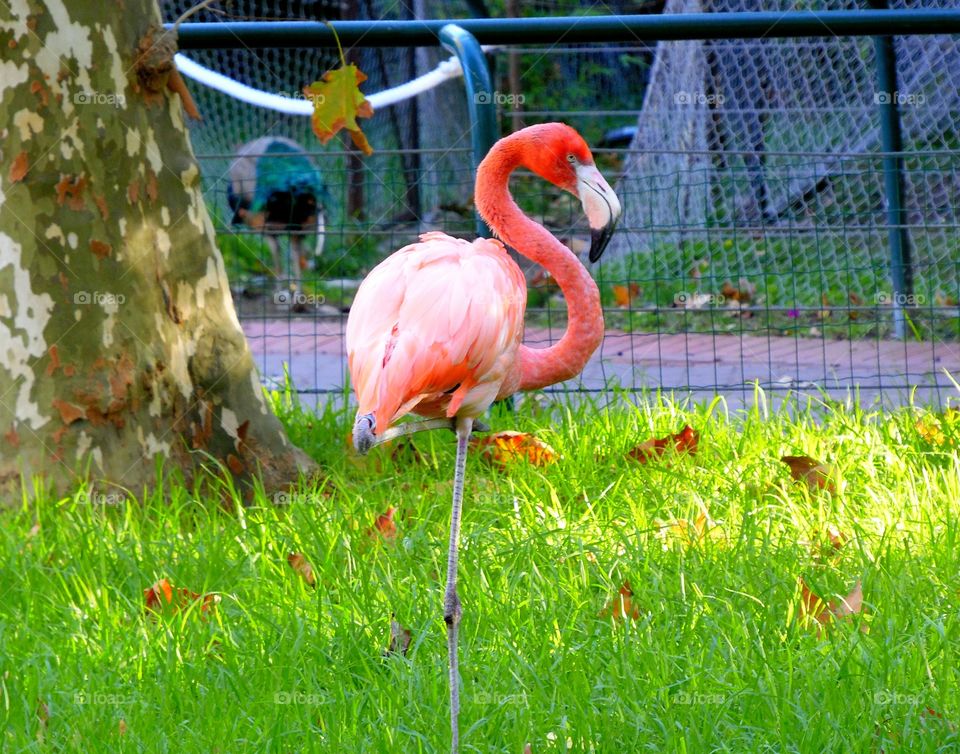 Flamingo - Lisbon Zoo, Portugal