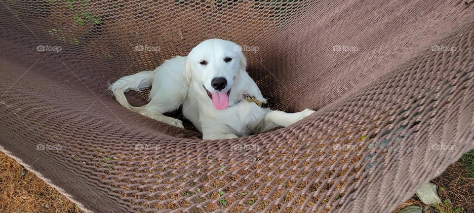 So she likes the hammock... oh Lola