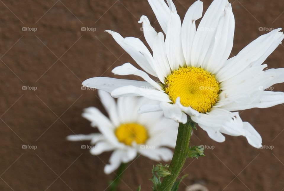 Daisy flower on Sun Island in Bolivia.