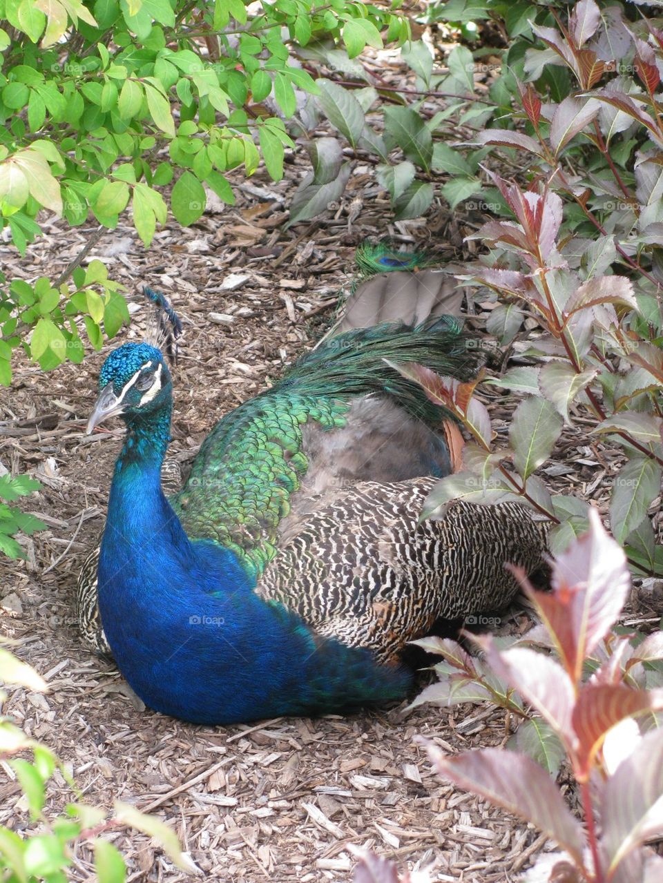 Poised Peacock
