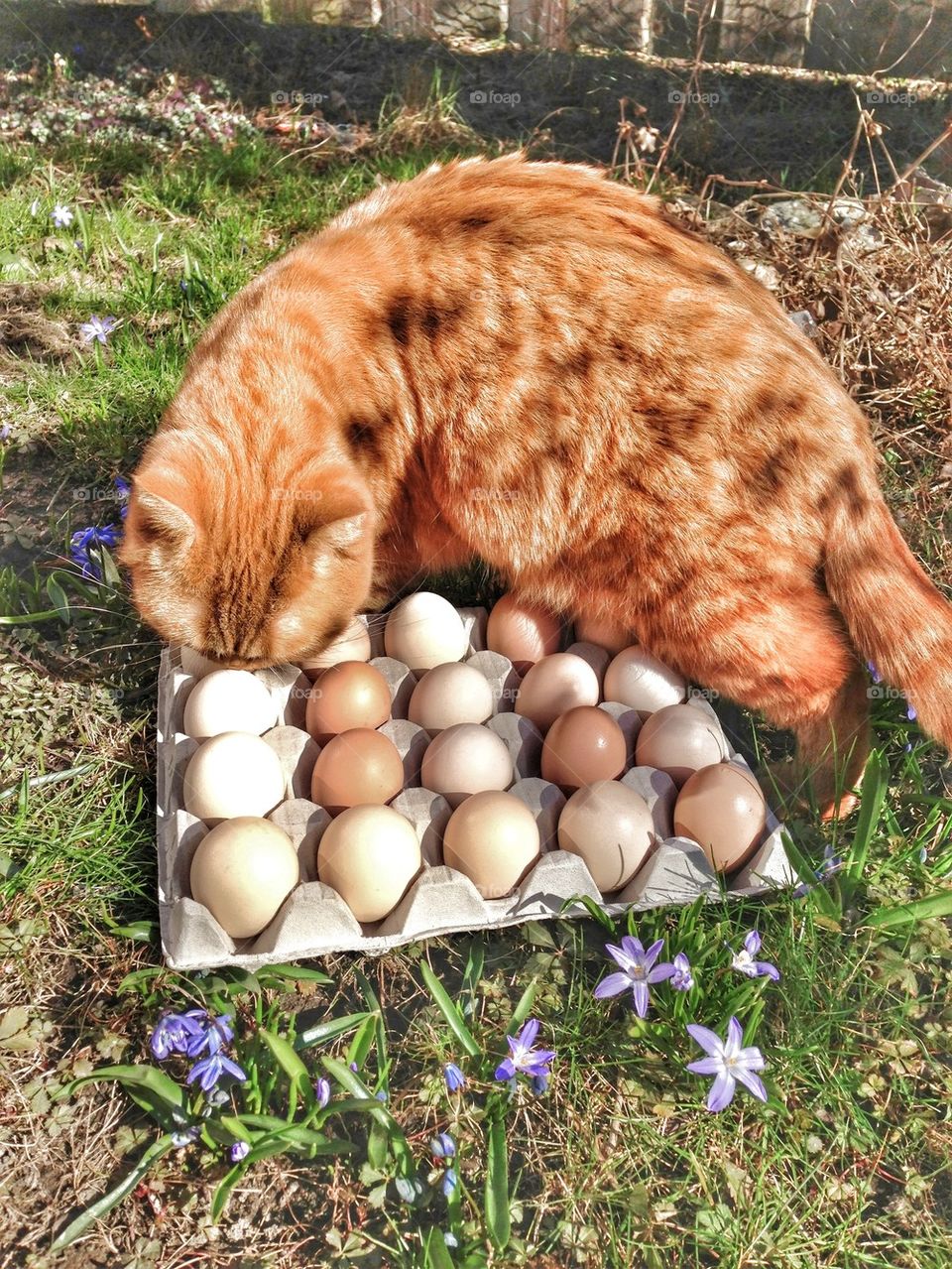 organic egg and inspector cat