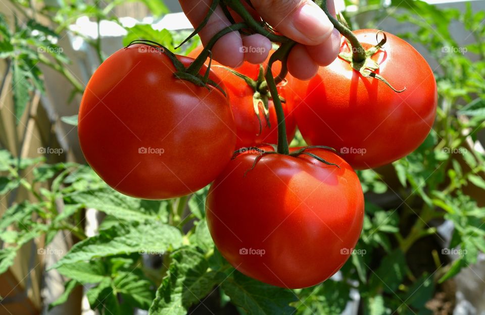 red tomatoes