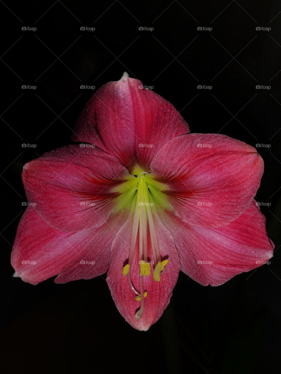 Amarilis. Beautiful pink flower
