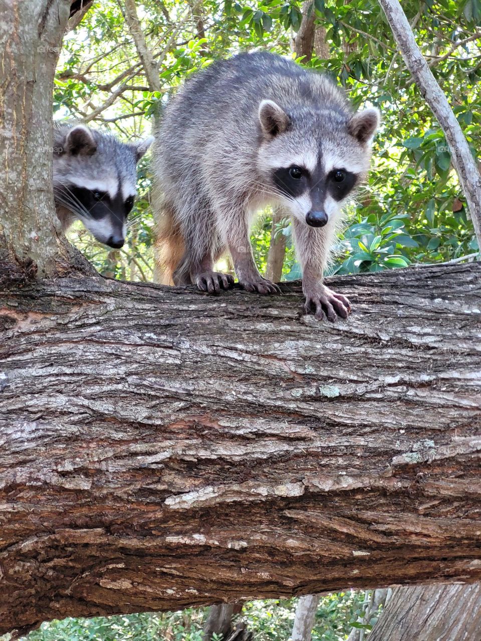 vida silvestre, mapaches