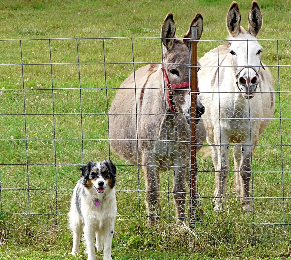 Dog and horse standing on the grass