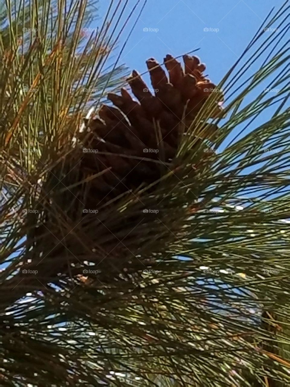 shadowed pinecone