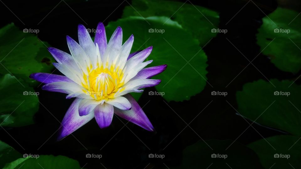 Beautiful purple lotus flower with green leaf and black background