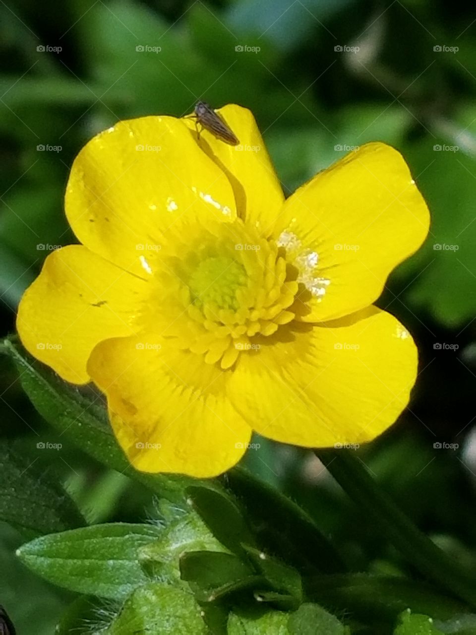 Tiny yellow flowering plant with a tiny insect