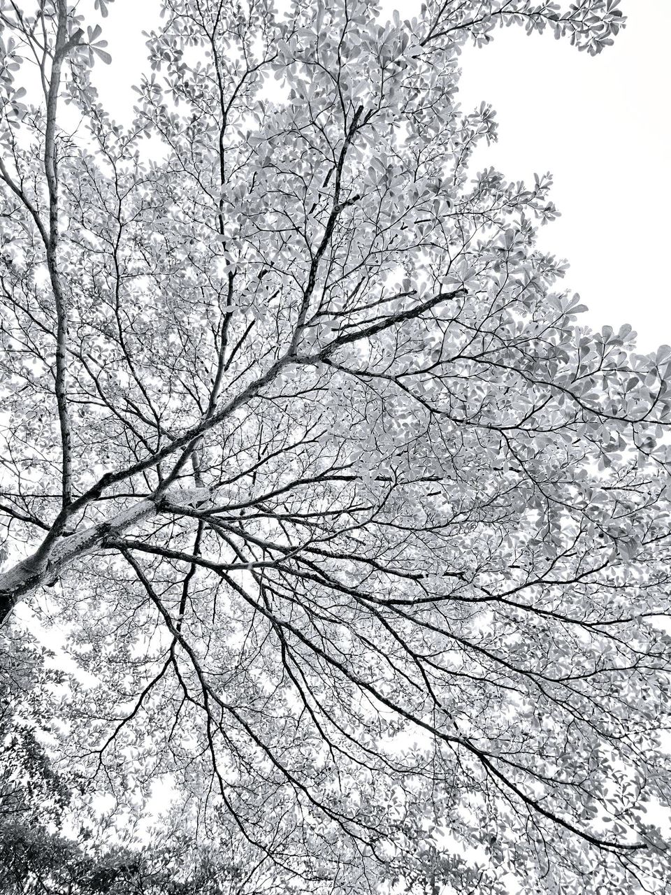 Tree in black and white