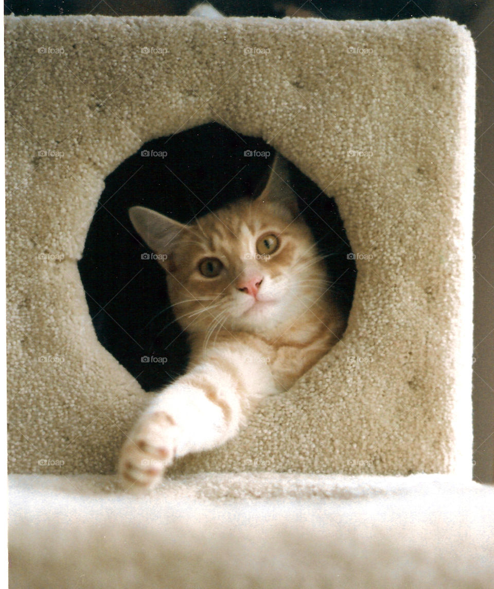 Cat playing in his cat house.
