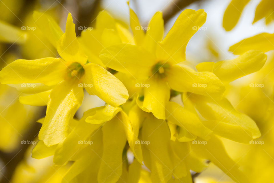 yellow flower background