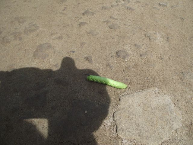 A Uge Caterpillar 