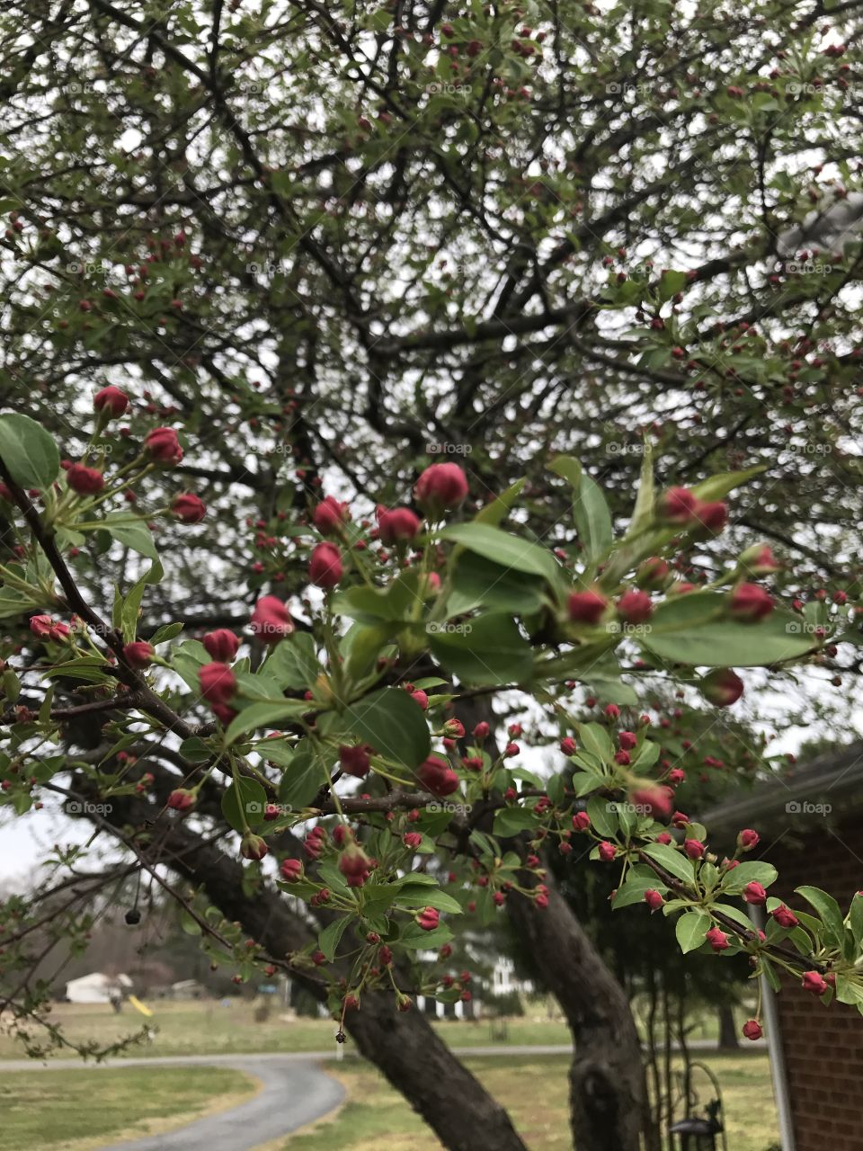 Flowering 