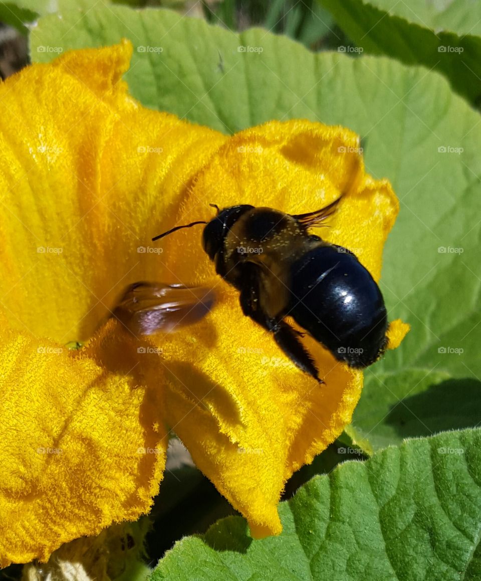 bumble bee. bumble bee on pumpkin flower.
