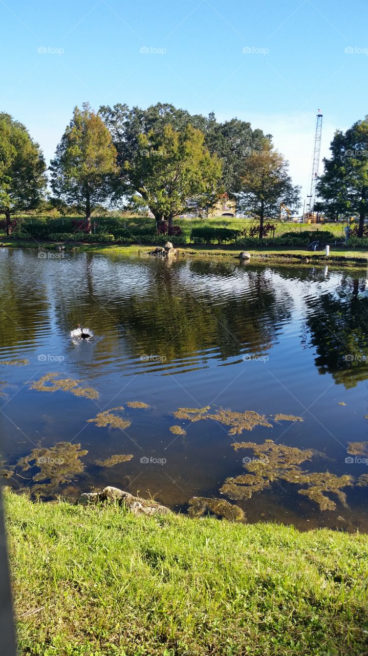 crane flight over pond