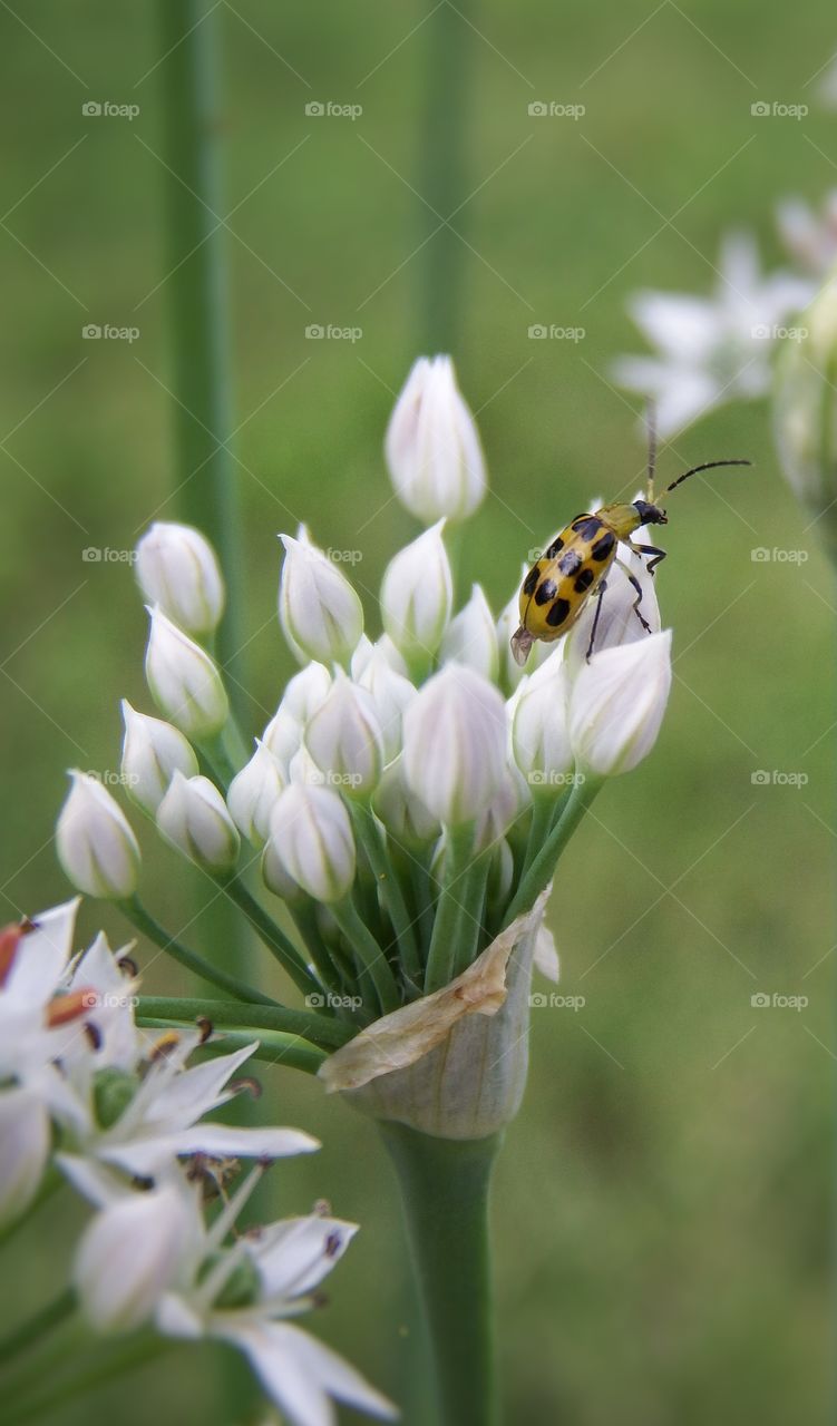 little green beetle on white flowers. Marco soft green background 2