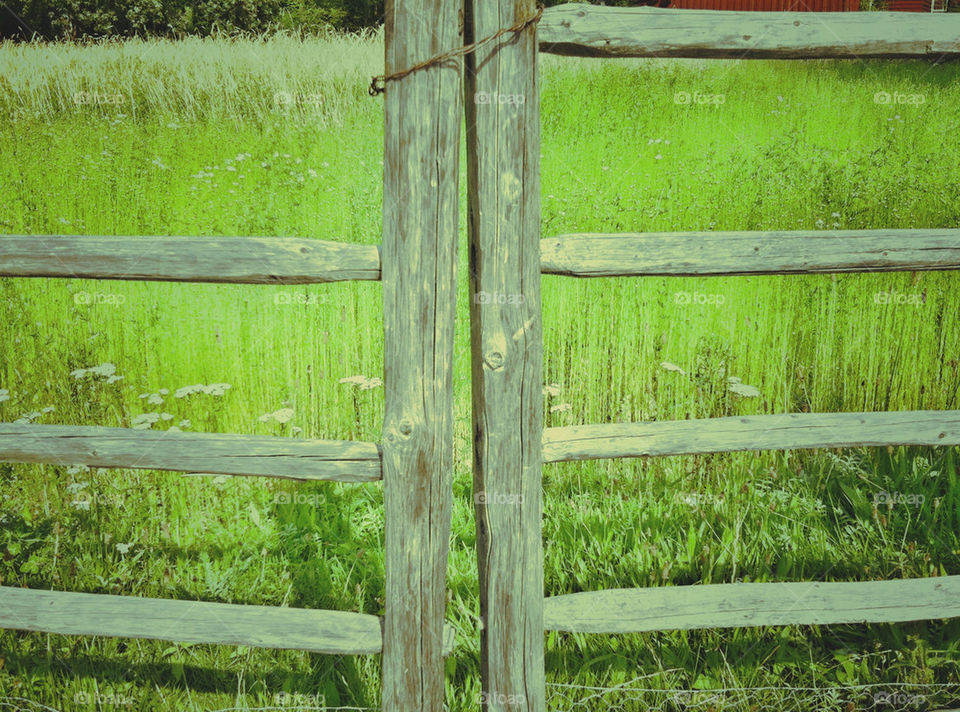 green grass gate side by miamania