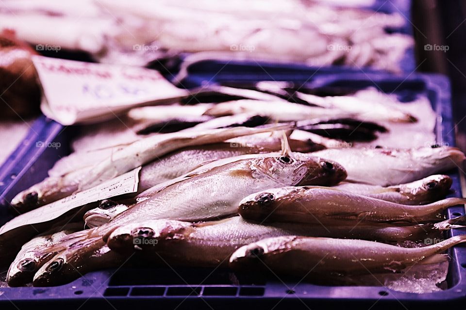 Fishes at the food market 