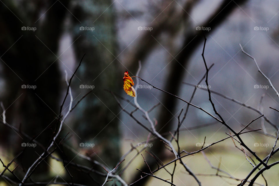 single leaf in a tree