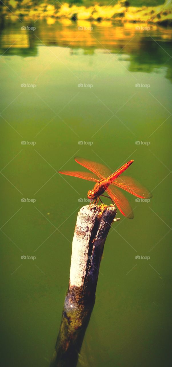 Dragonfly species awesome photo shoot on Camera