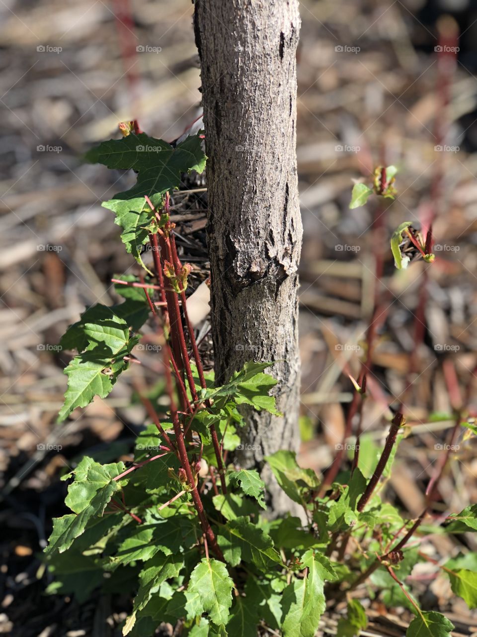 New Branches