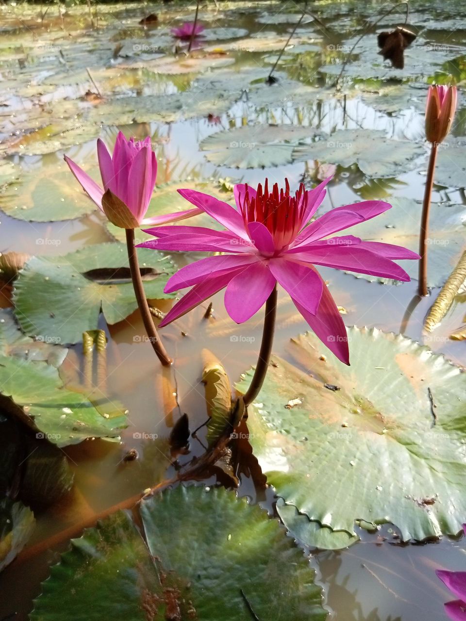Pink water-lily