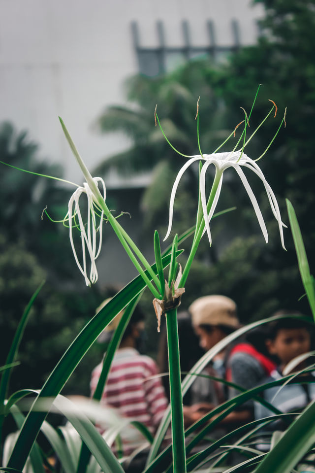 Flower on the roadside, Jakarta, Indonesia.