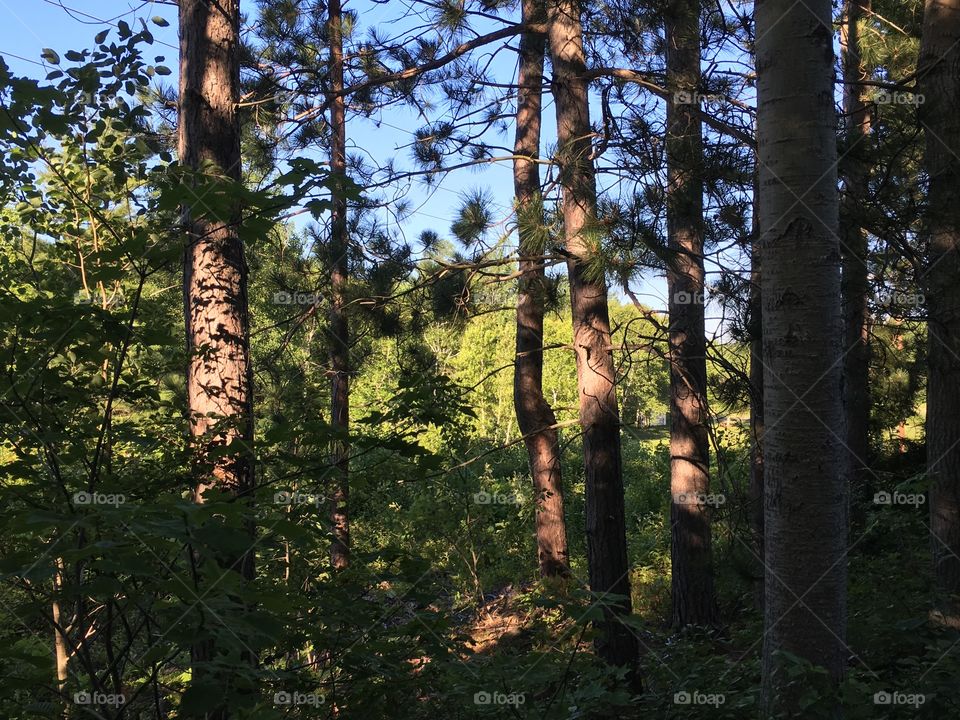 Just a nice sunny morning