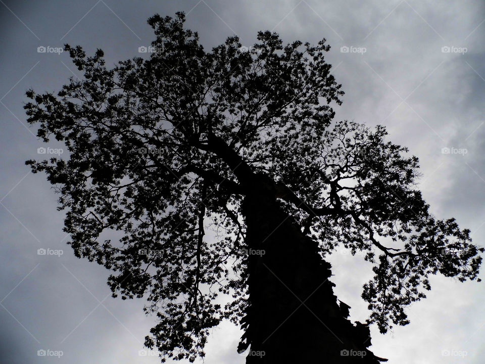 tree silhouette