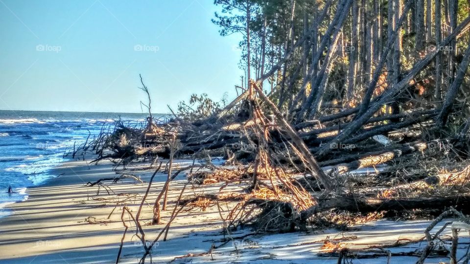 Driftwood Beach after Hurricane Mathew