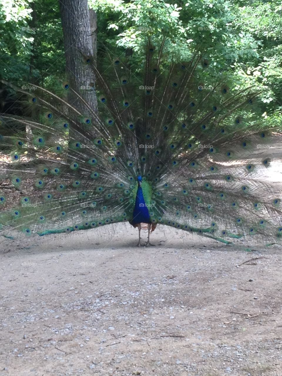 Peacock 