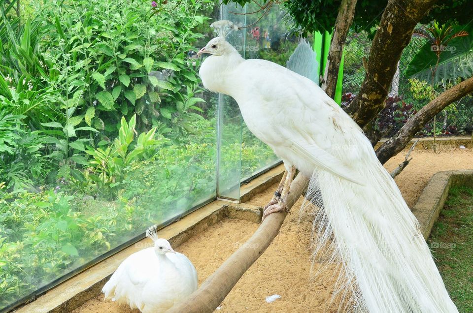 White Peacocks