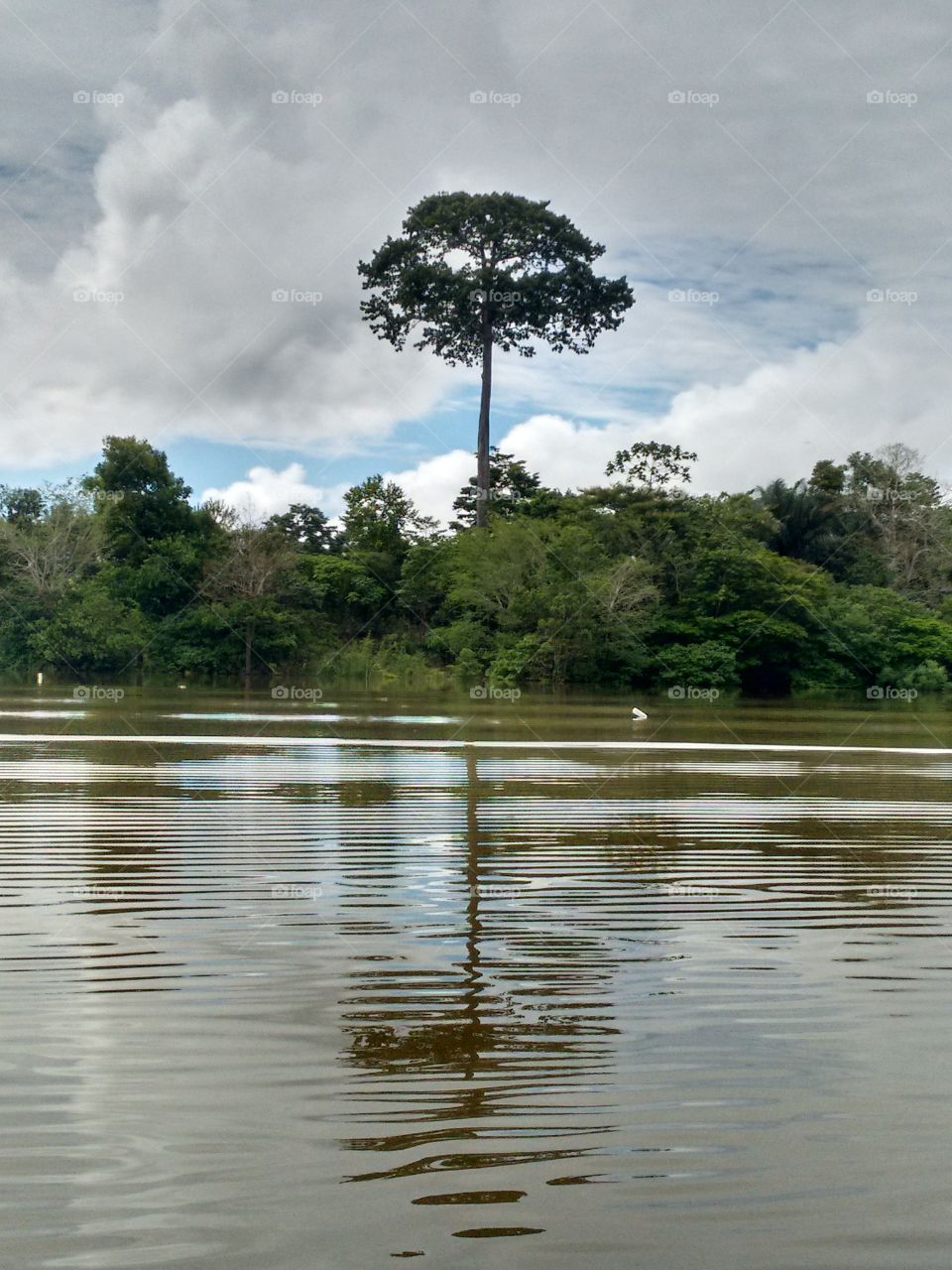 Amazonian beauties. Walk along the rivers of the Amazon.