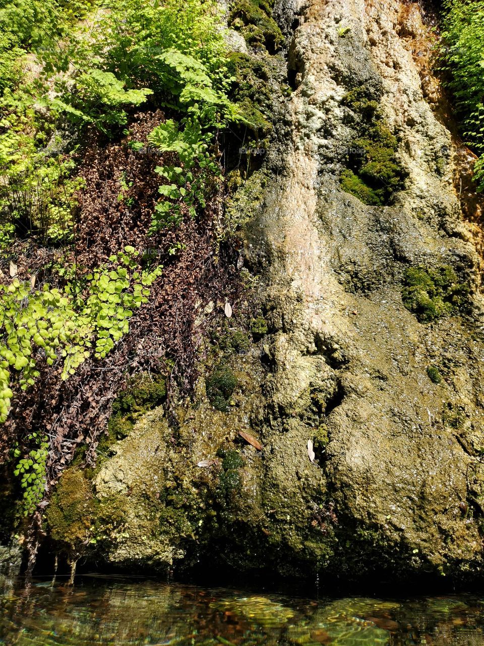 A beautiful man-made ecosystem with water, rock, moss, ferns and other plants.