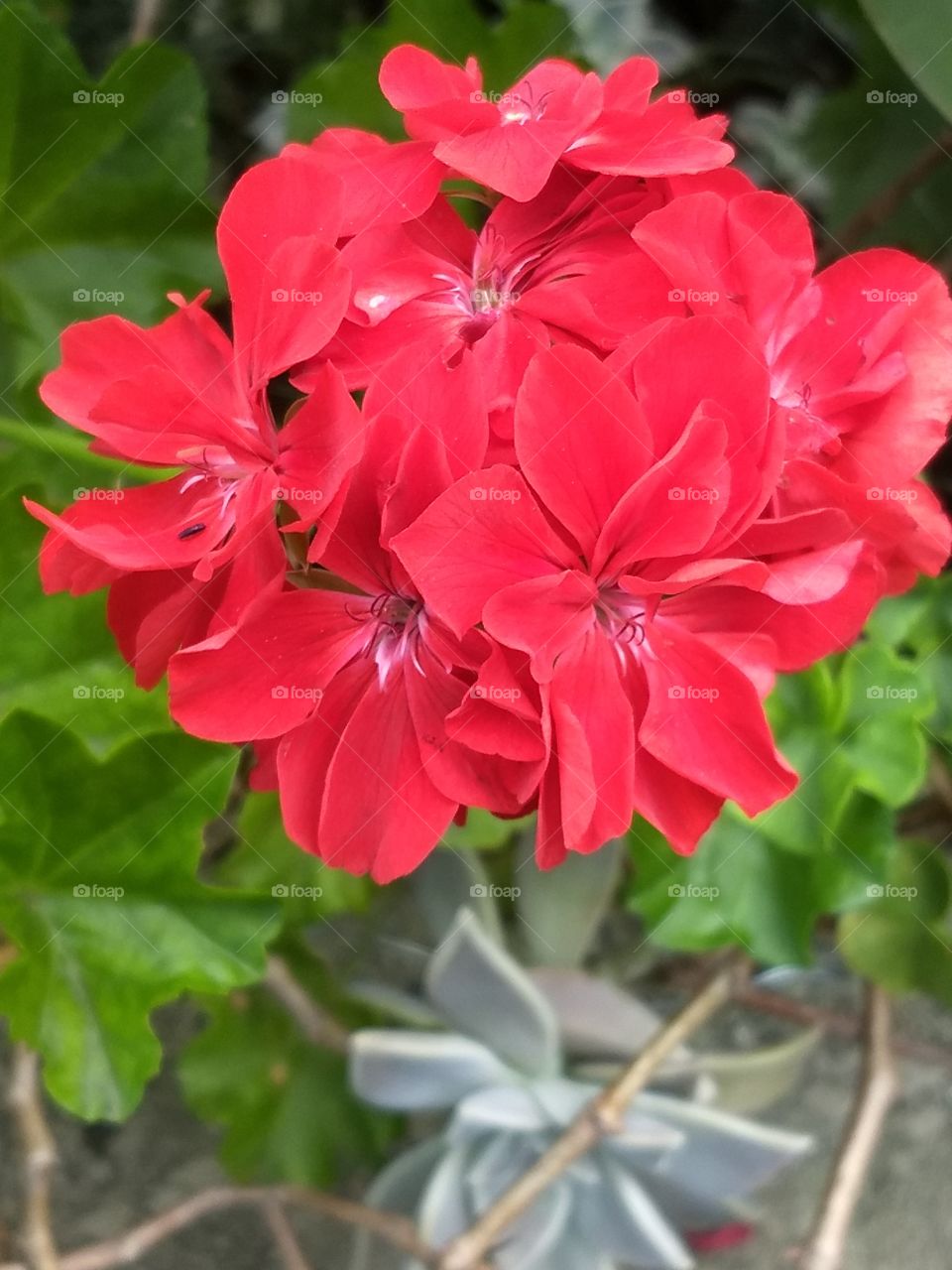 red Flower
