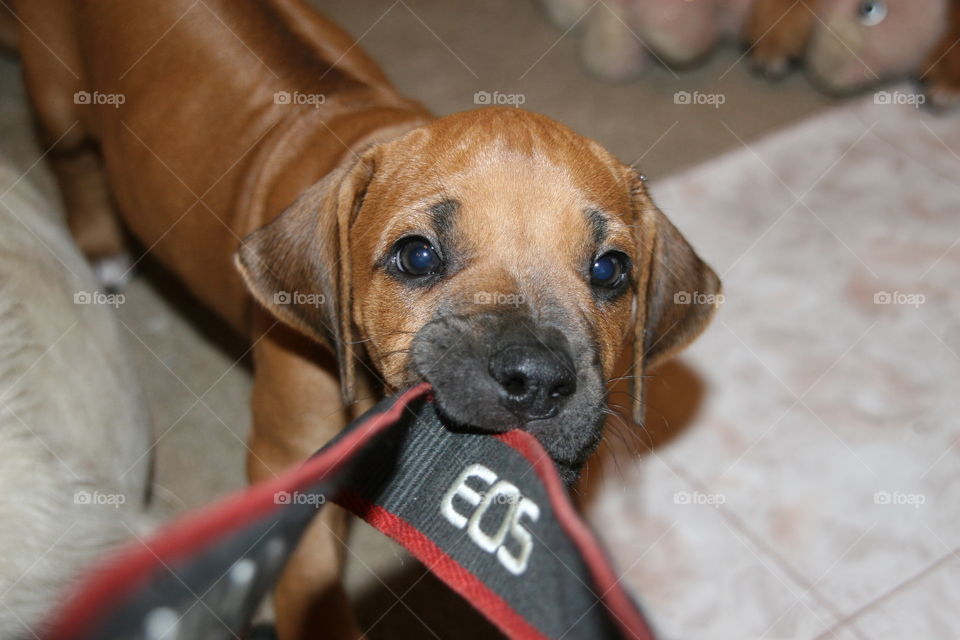 puppy Rhodesian Ridgeback pulling on Canon strap