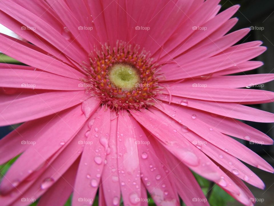 Dew on the pink daisy