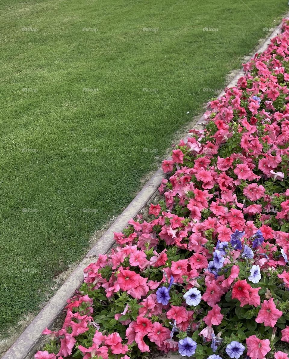 Flowers in purple in the garden