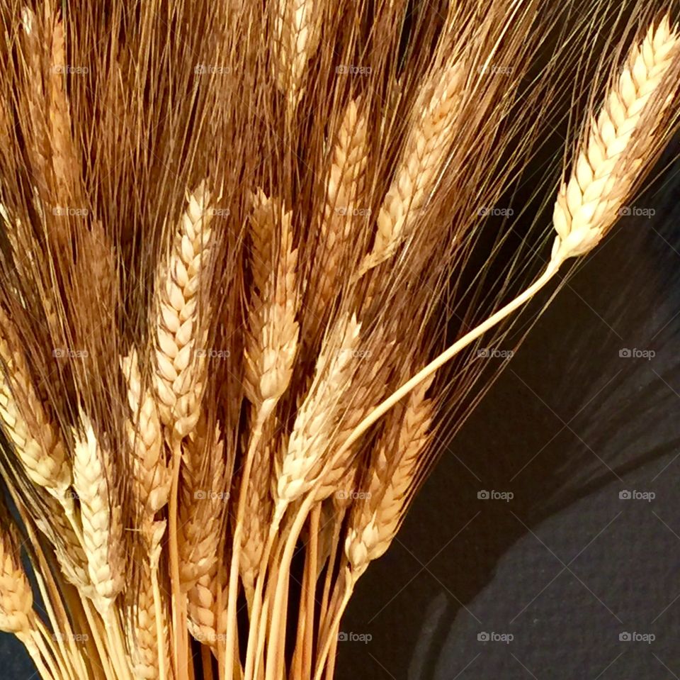 Close-up of cereal plants