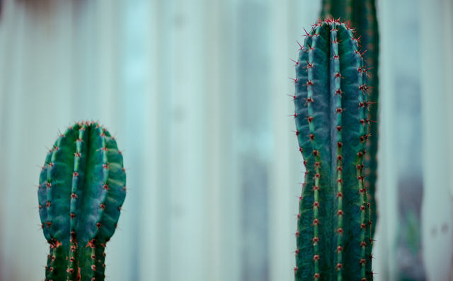 Cactus